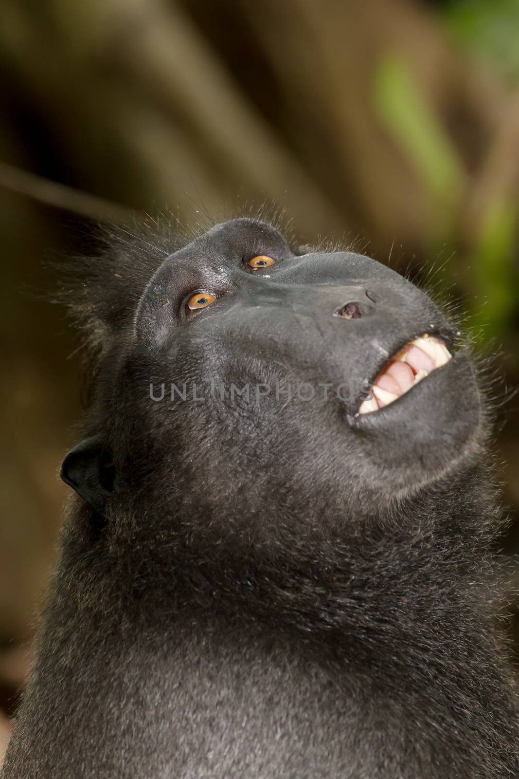 portrait of  Ape Monkey Celebes Sulawesi crested black macaque, Takngkoko National park, Sulawesi, Indonesia