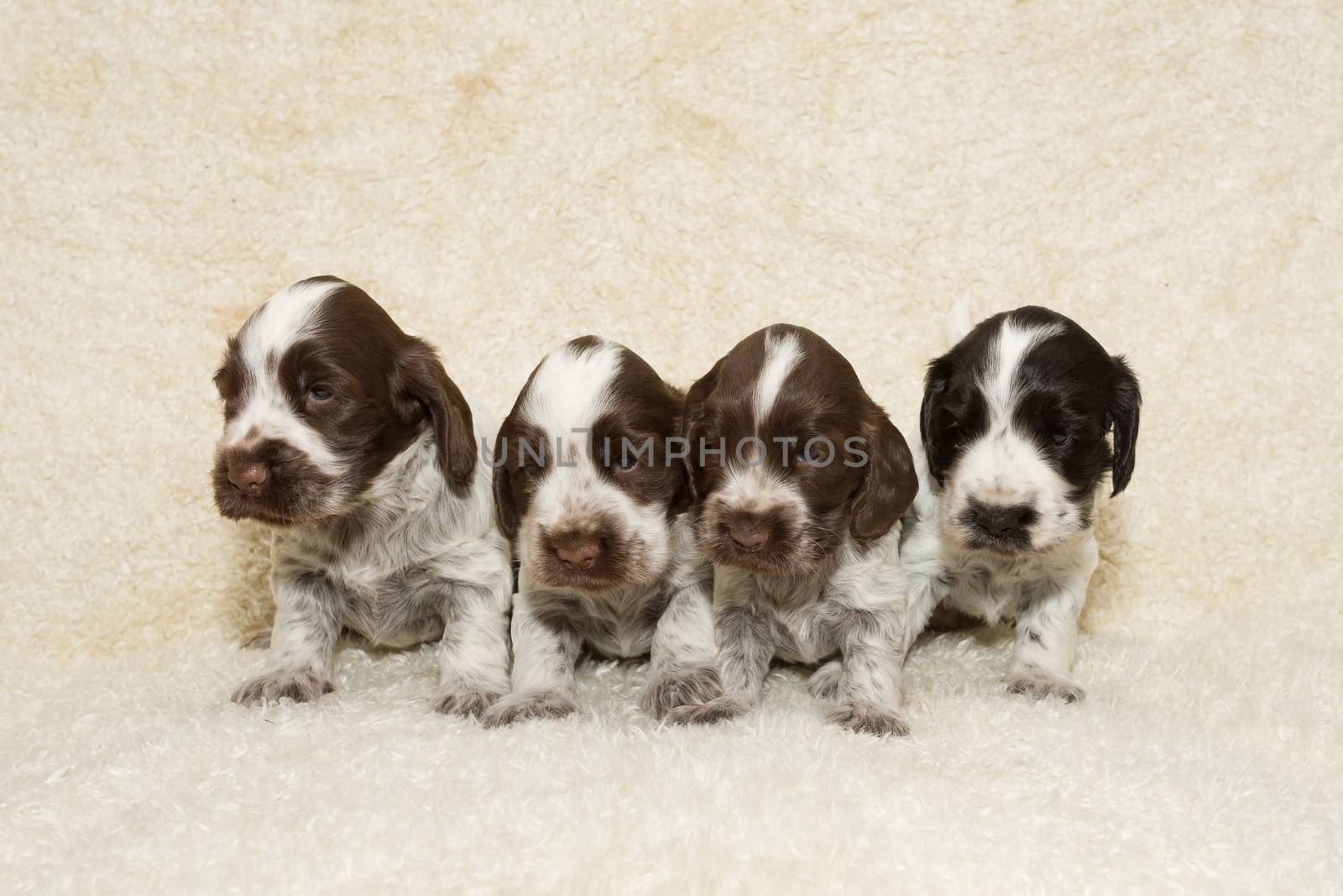 brown English Cocker Spaniel small puppy looking ahead