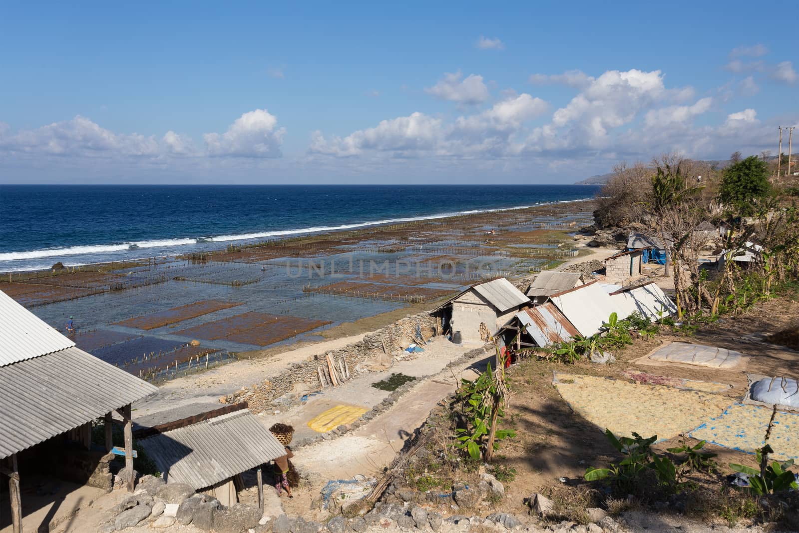 Plantations of seaweed on beach in Bali, Nusa Penida, Toyapakeh village