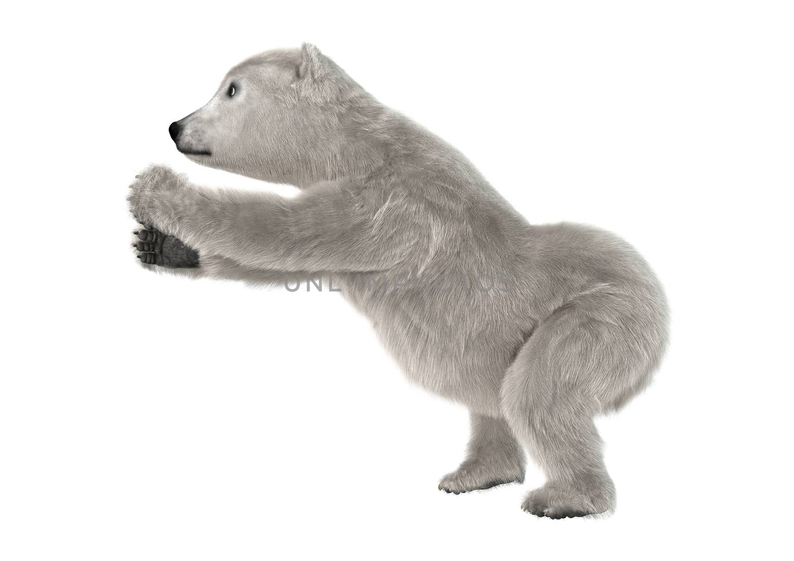 3D digital render of a polar bear cub isolated on white background