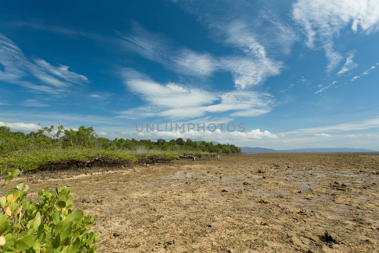 wide shoot of mangrove North Sulawesi, Indonesia with blue sky