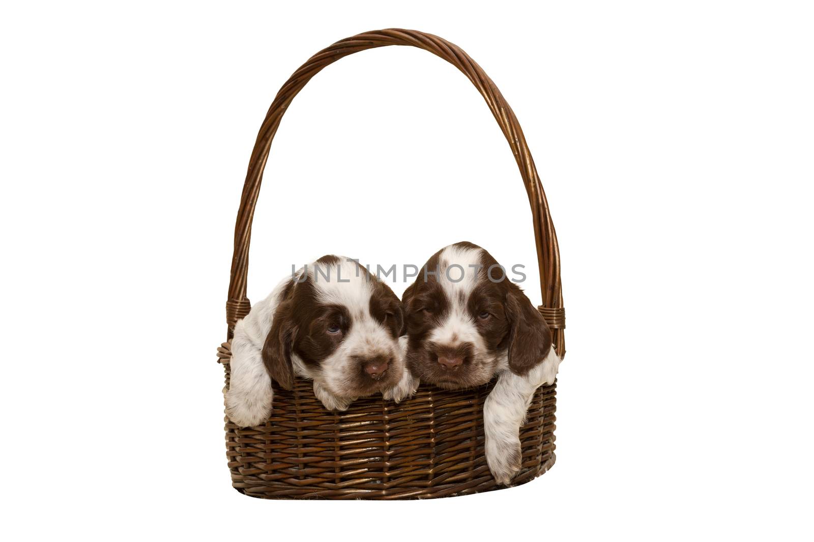 two puppy of brown English Cocker Spaniel in basket isolated on white