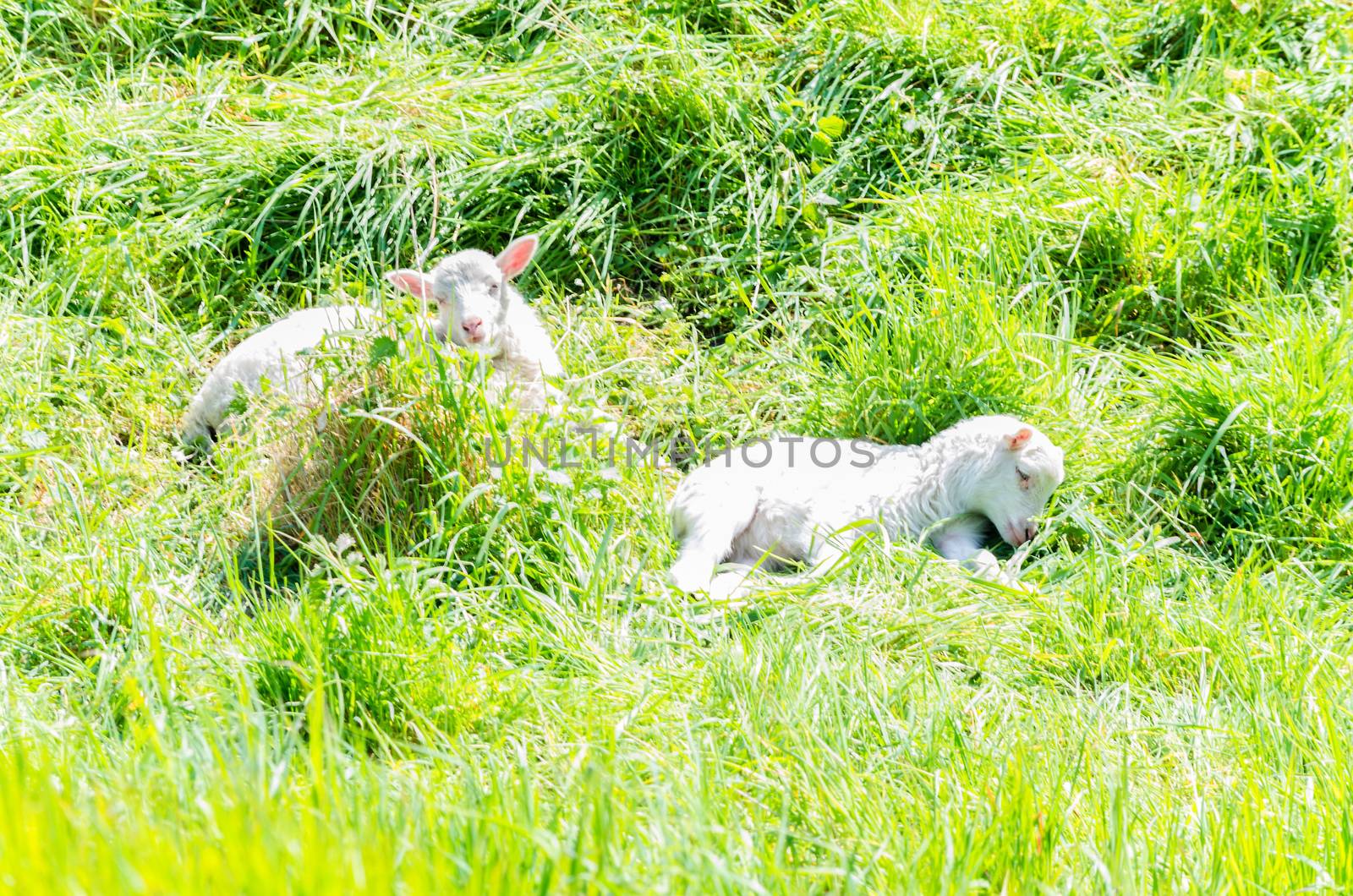 Two young sheep by JFsPic