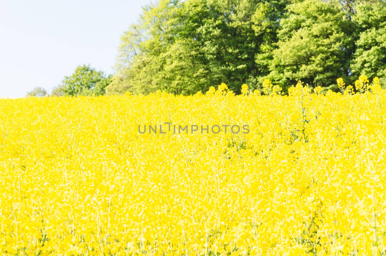 Landscape, yellow flowering Rapsfeld blue sky. Landscape 