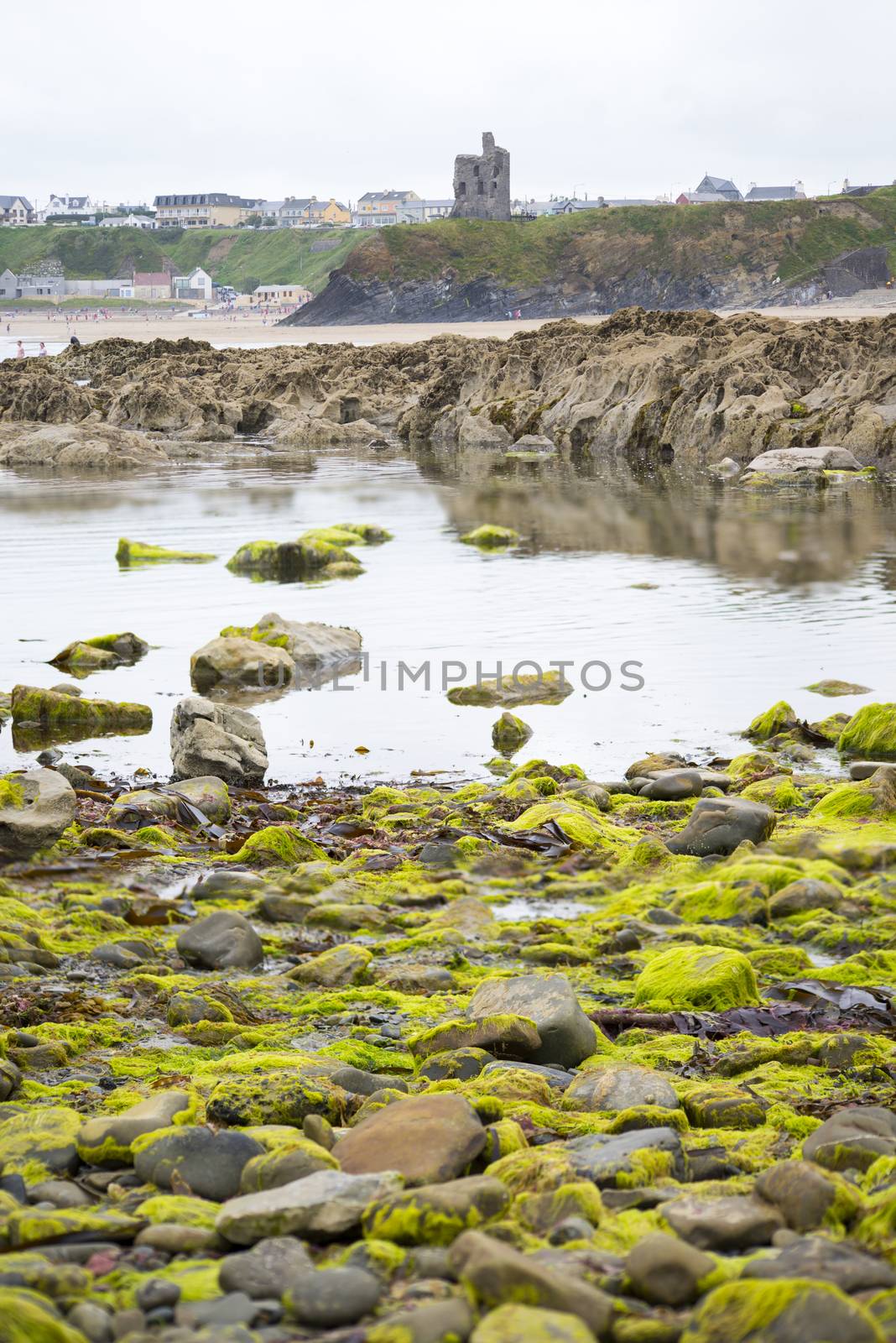 seaweed covered rocks with castle and cliffs on ballybunion beach in county kerry ireland