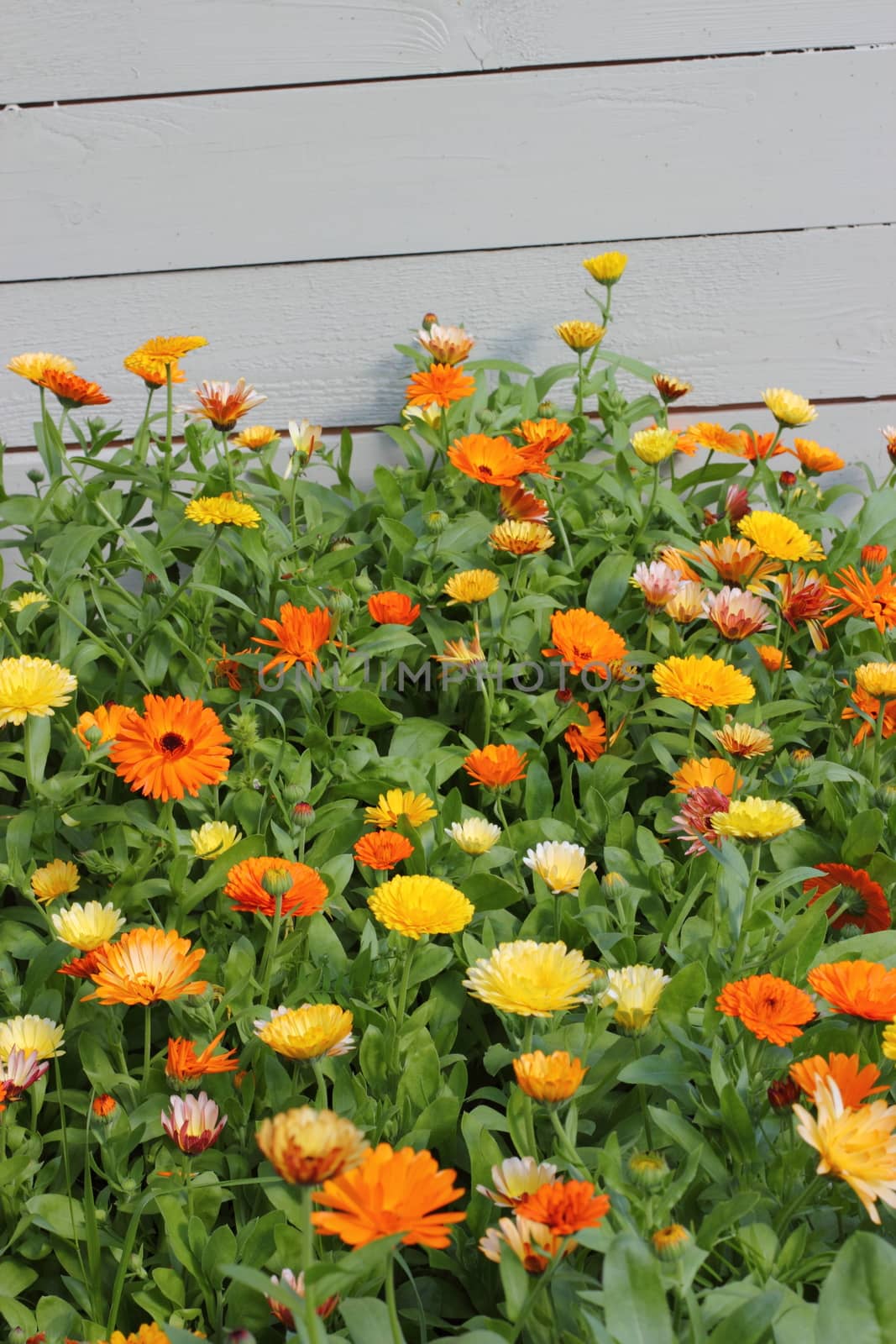 colored marigold garden in the Leningrad region