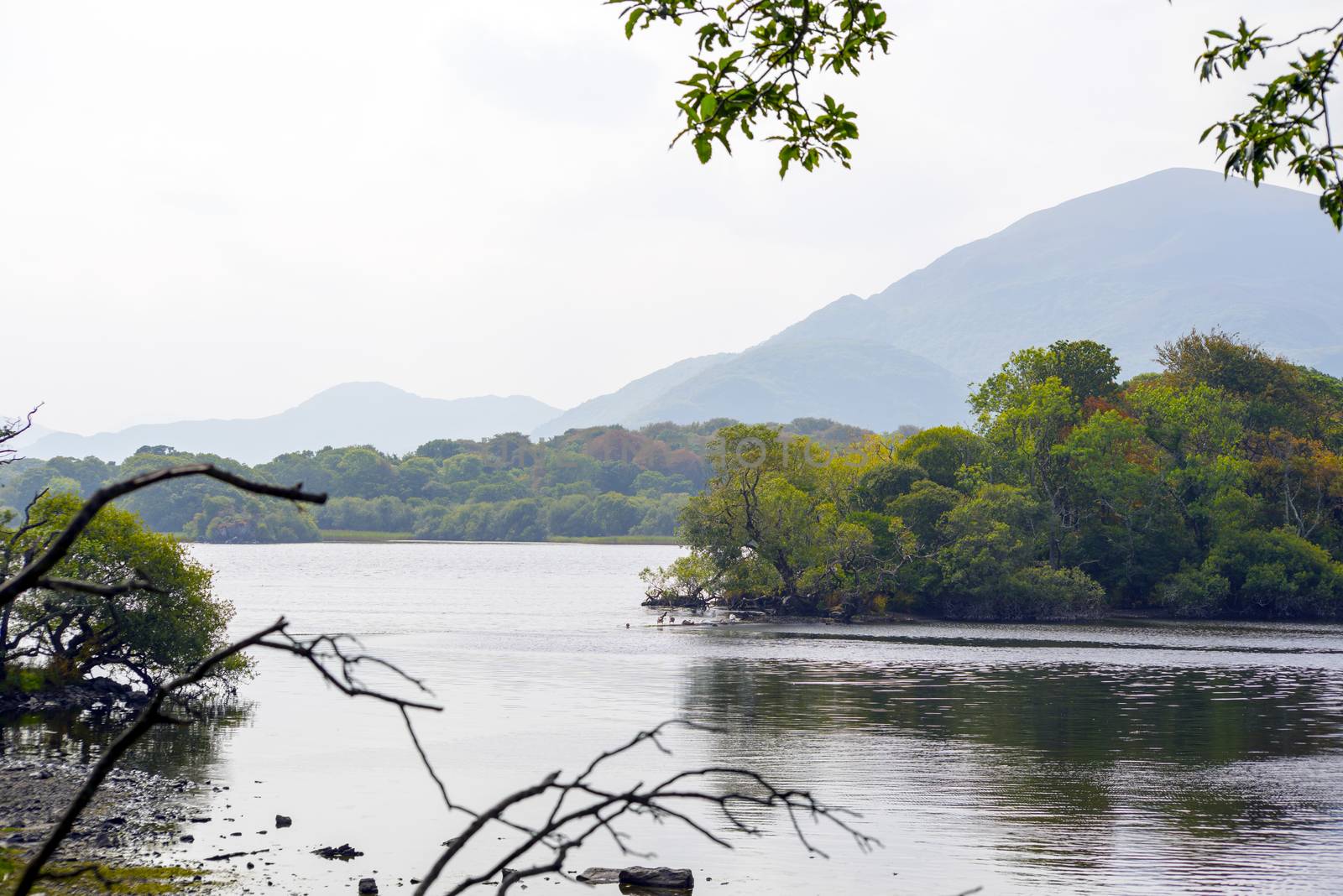 branches at the lakes in killarney by morrbyte