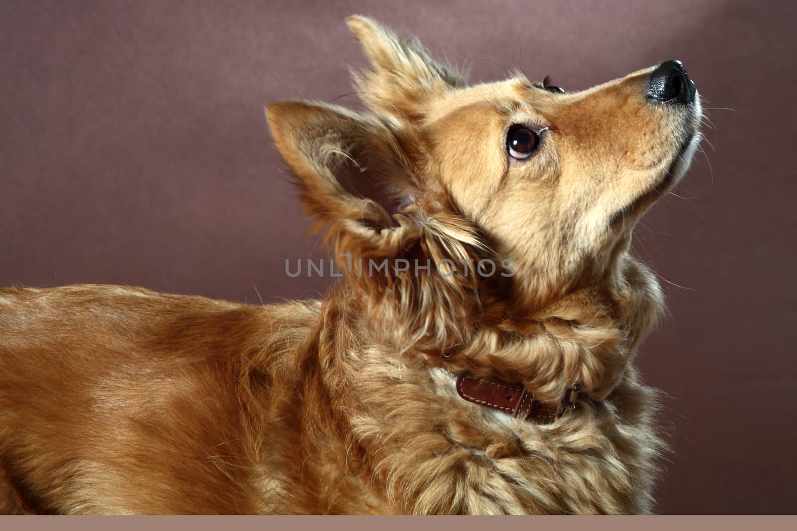 Italian mongrel dog hair from the gold and copper and black
