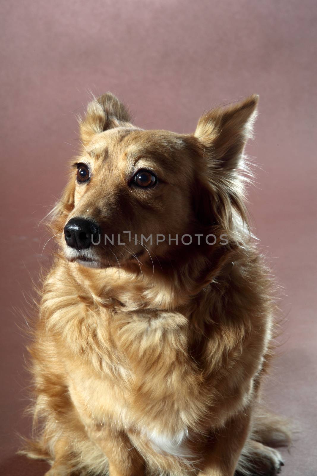 Italian mongrel dog hair from the gold and copper and black
