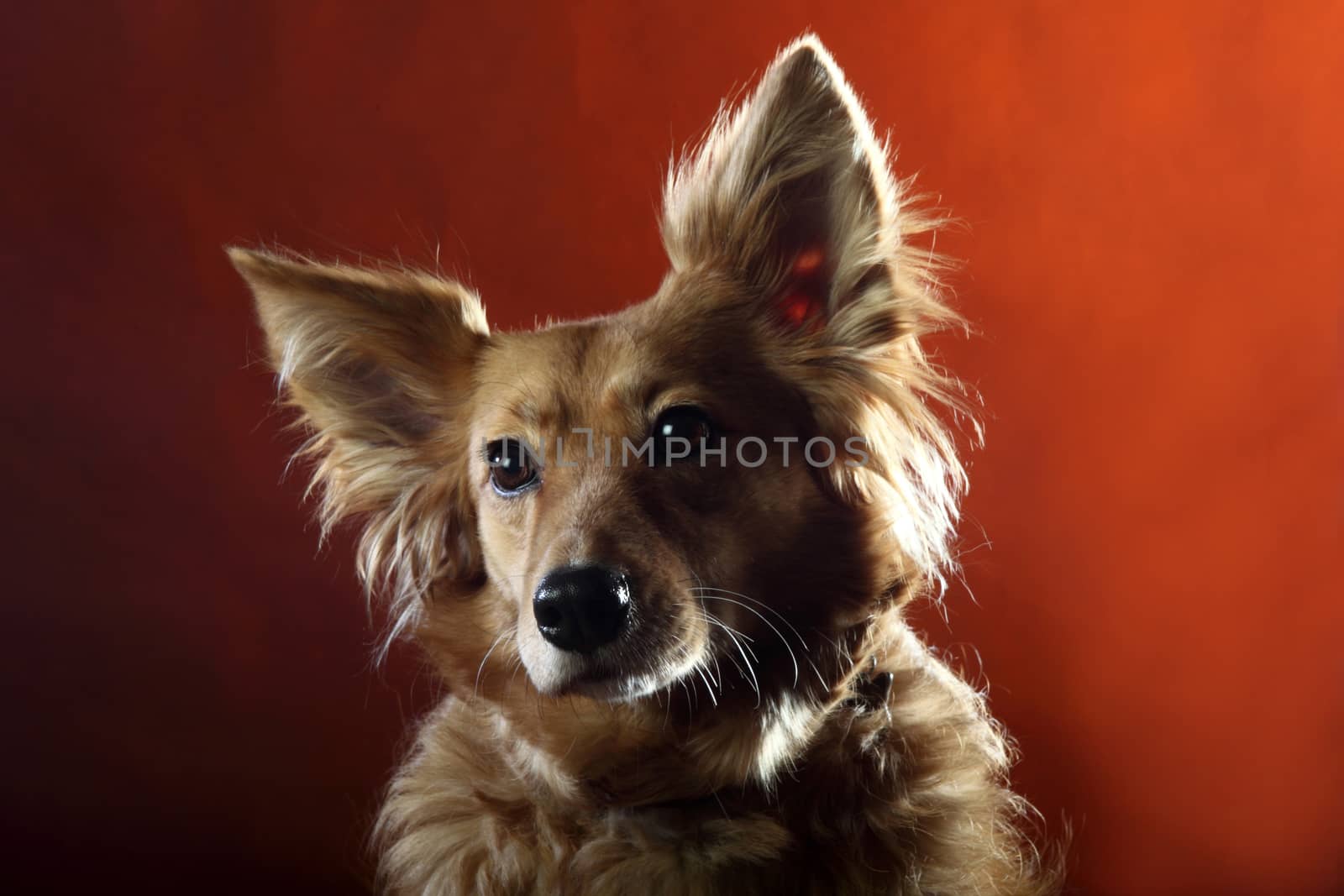 Italian mongrel dog fur gold, copper and black