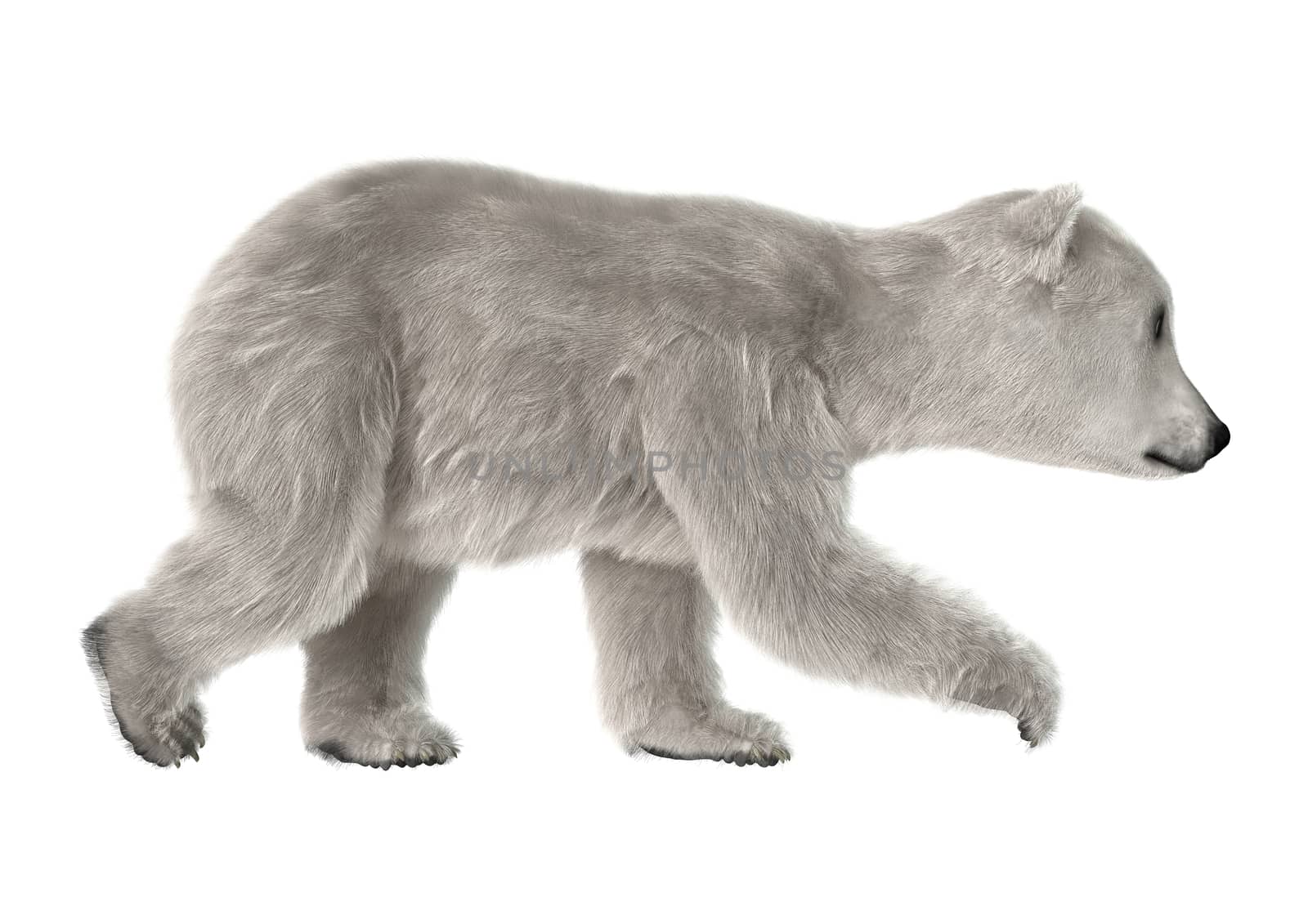3D digital render of a polar bear cub isolated on white background