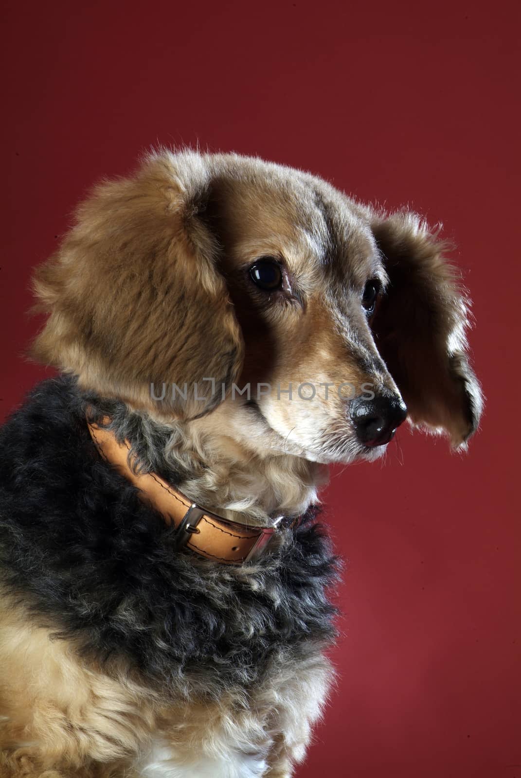 Italian mongrel dog fur gold, copper and black
