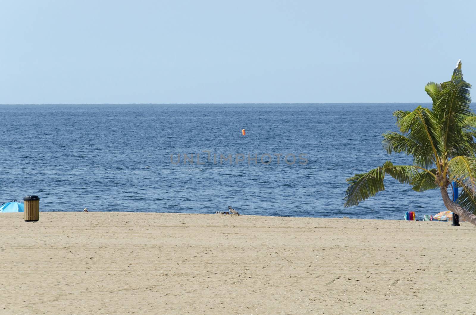 View of a beach in the background the sea and a palm tree.