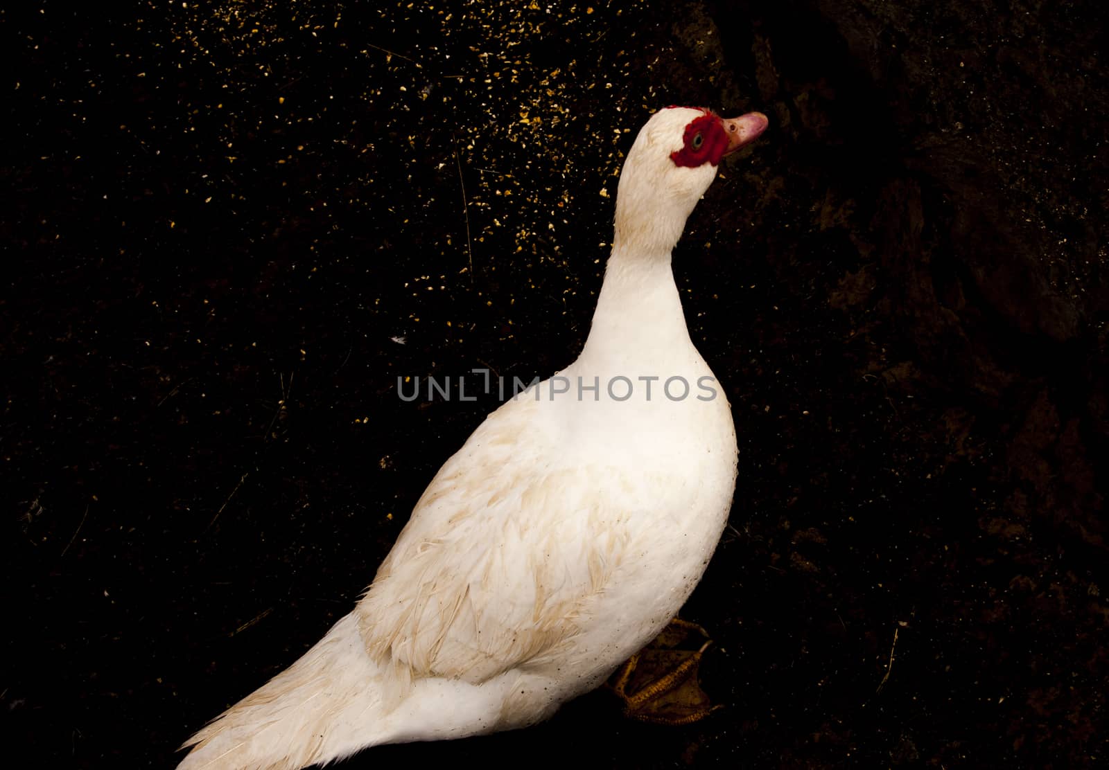 Image of white goose standing on ground and looking around