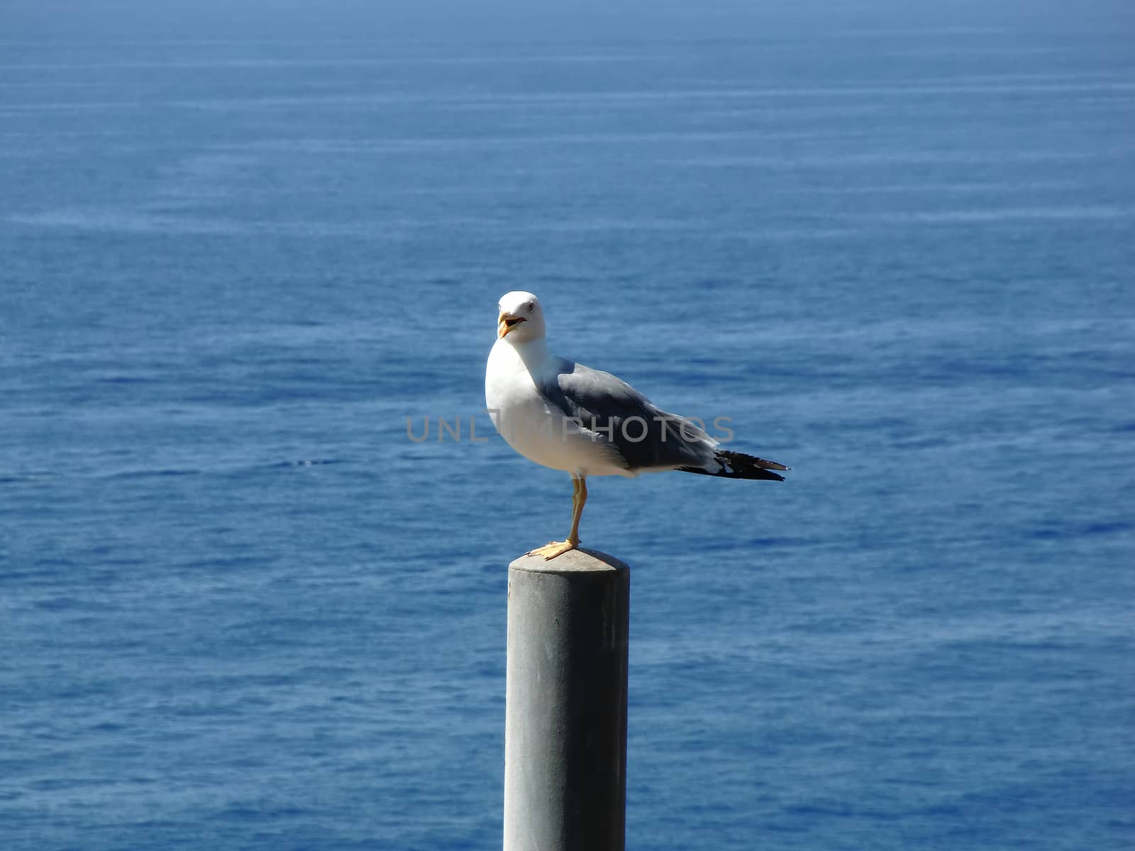 seagull on pillar