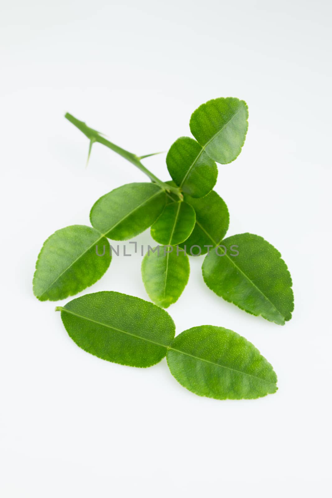 kaffir lime leaves by AEyZRiO