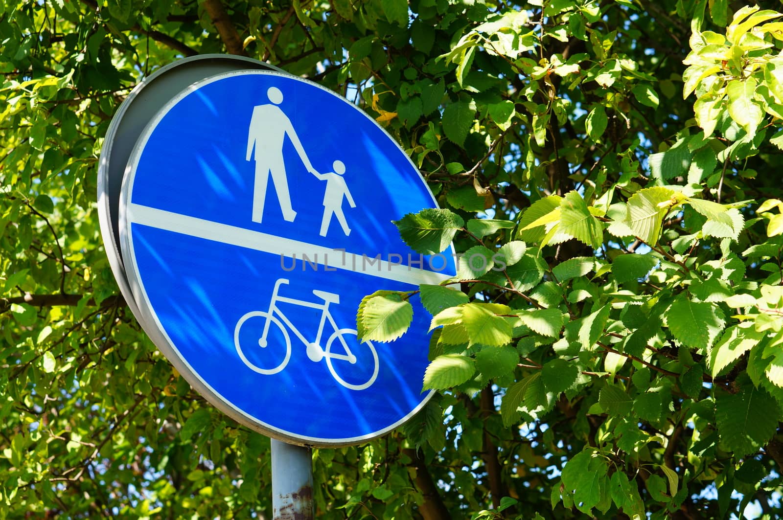 Pedestrian and bicycle sign with green tree leaves