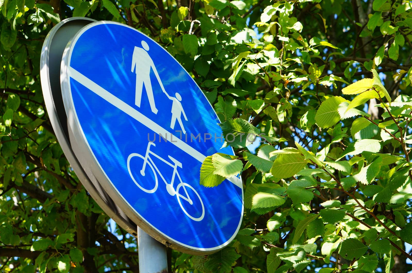 Pedestrian and bicycle sign with green tree leaves