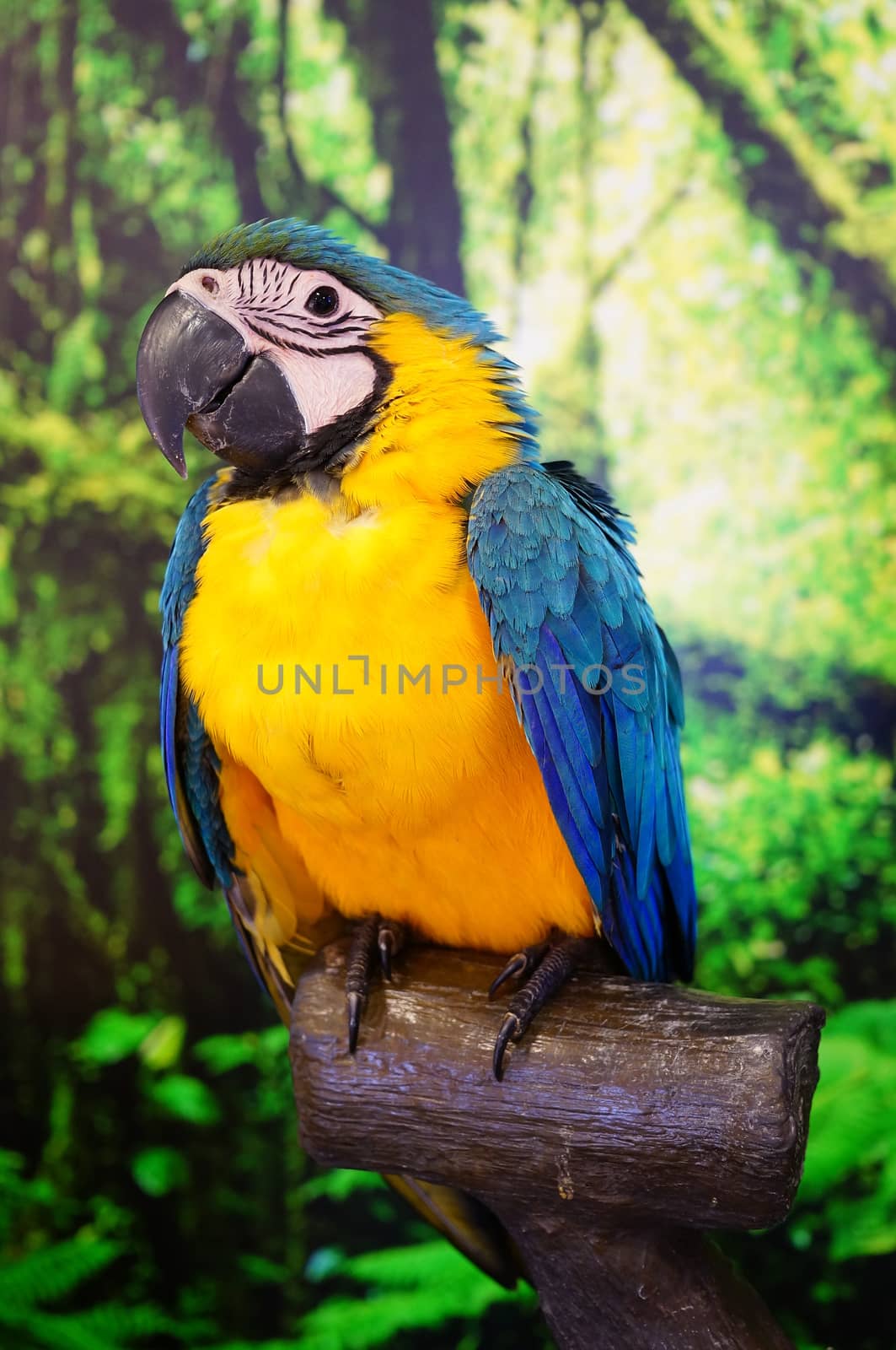 Exhibition of Pet and animal in the Center Festival Shopping, HatYai, Thailand, have show many kind of animal, included bird. This parrot with colour feather and charming posture, make me shot it.