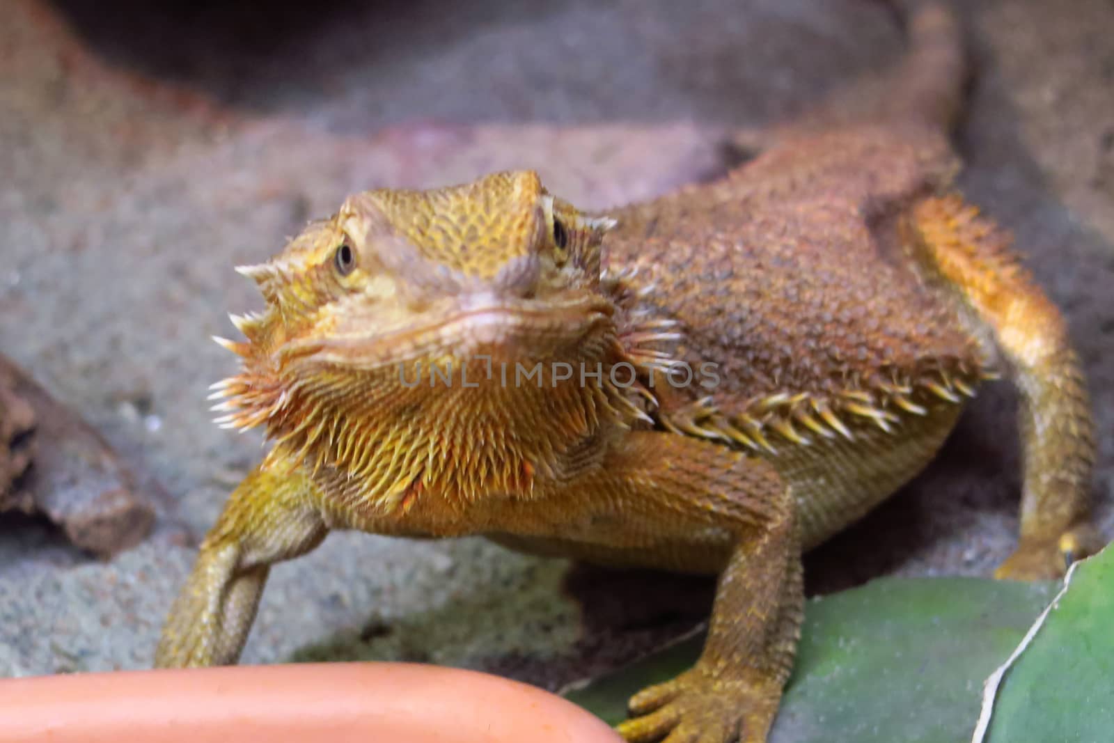 Fine example of a bearded dragon