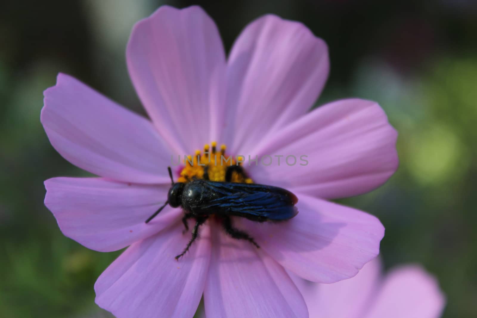 Black wasp - Astata on a flower.