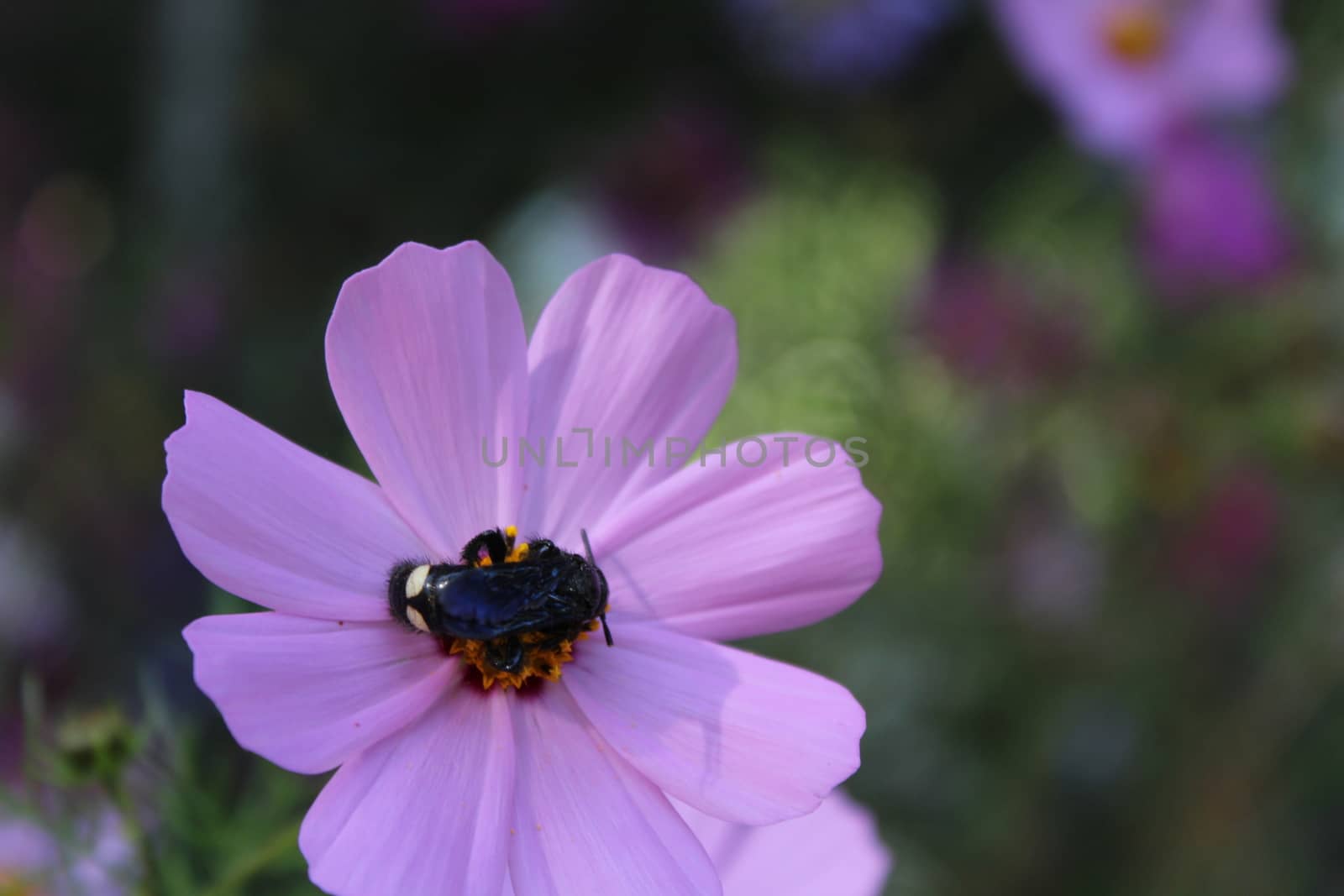 Black wasp - Astata by nurjan100