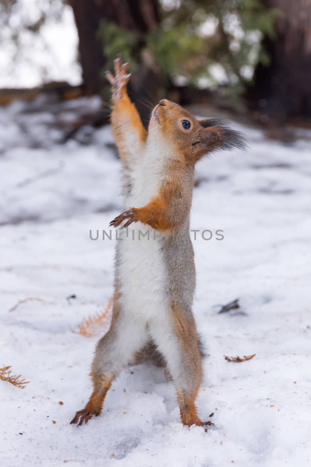 The photo shows a squirrel by AlexBush