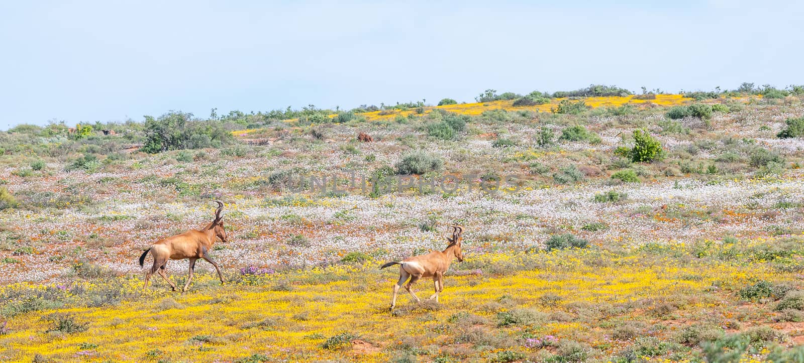 Red hartebeest between indigenous flowers by dpreezg