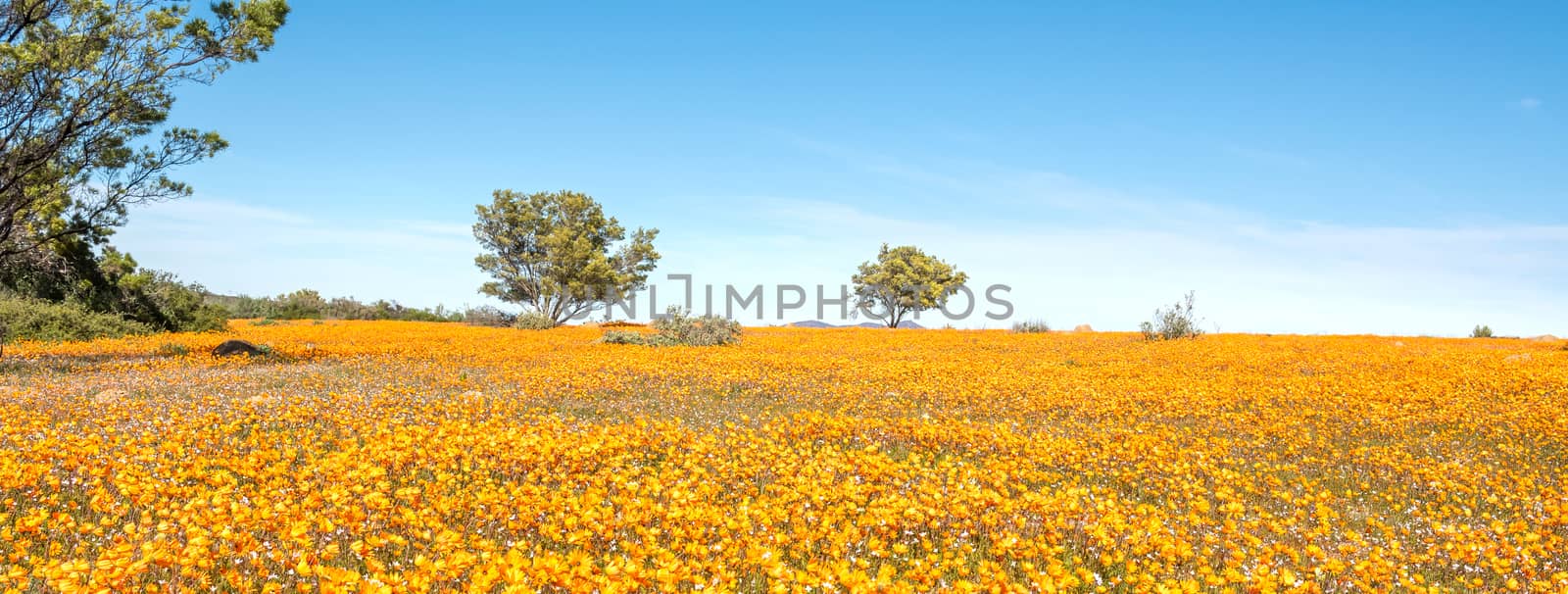 A sea of orange daisies at Skilpad in the Namaqua National Park of South Africa