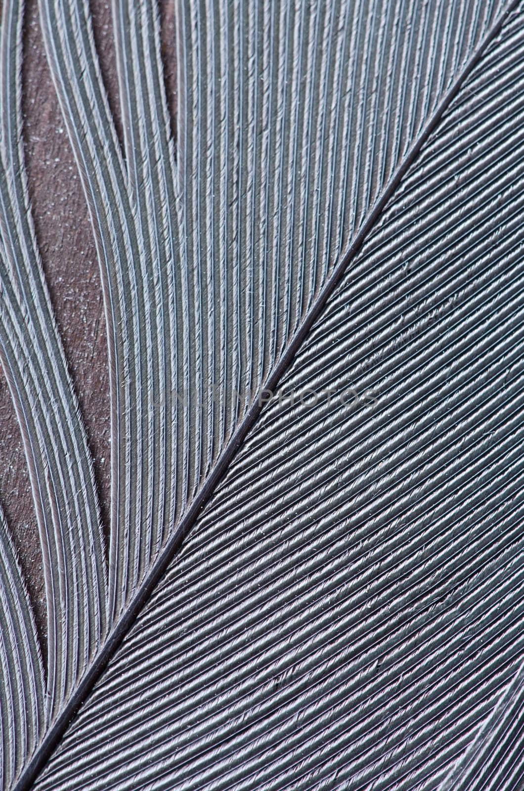 Detail of nice stork feather texture on dark wood surface.