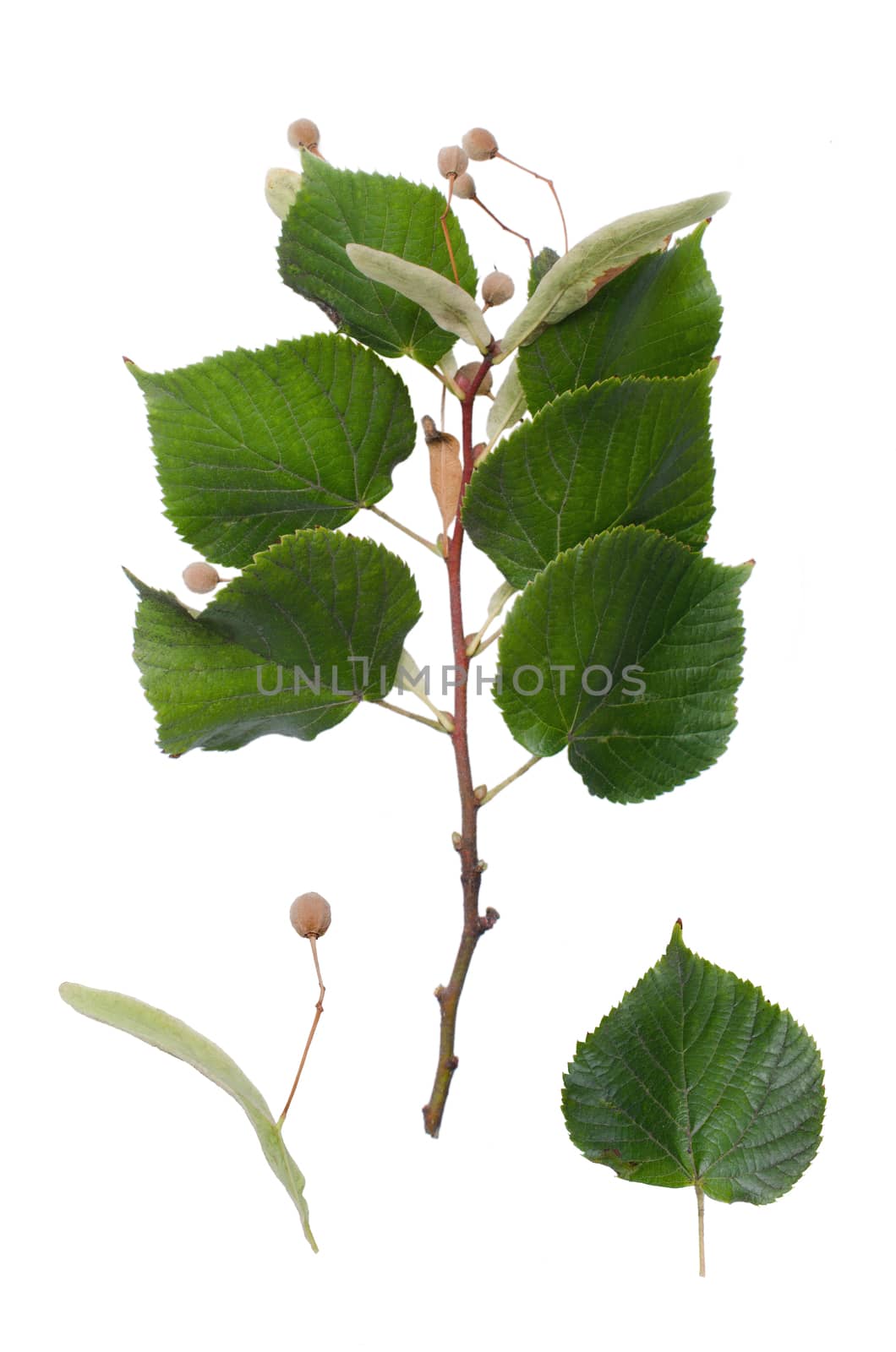 Basswood twig and detail of leaf isolated on white background.