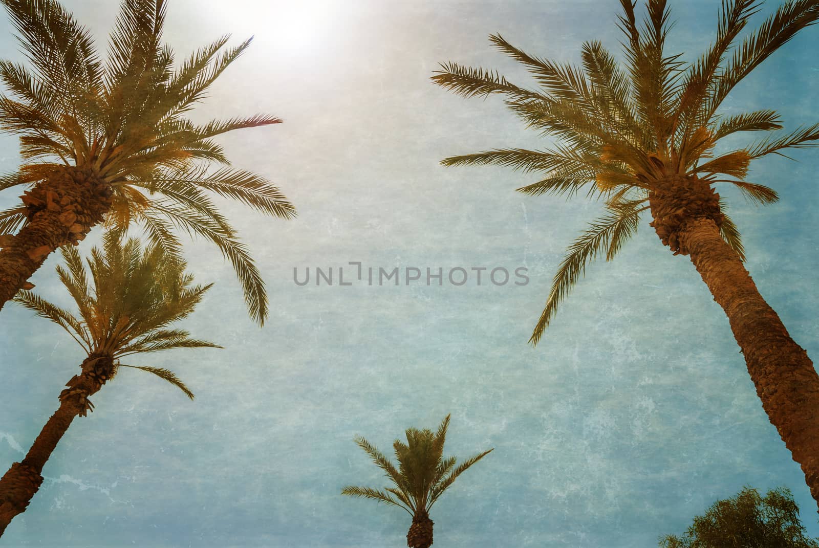 Branches of palms under blue sky by Zhukow