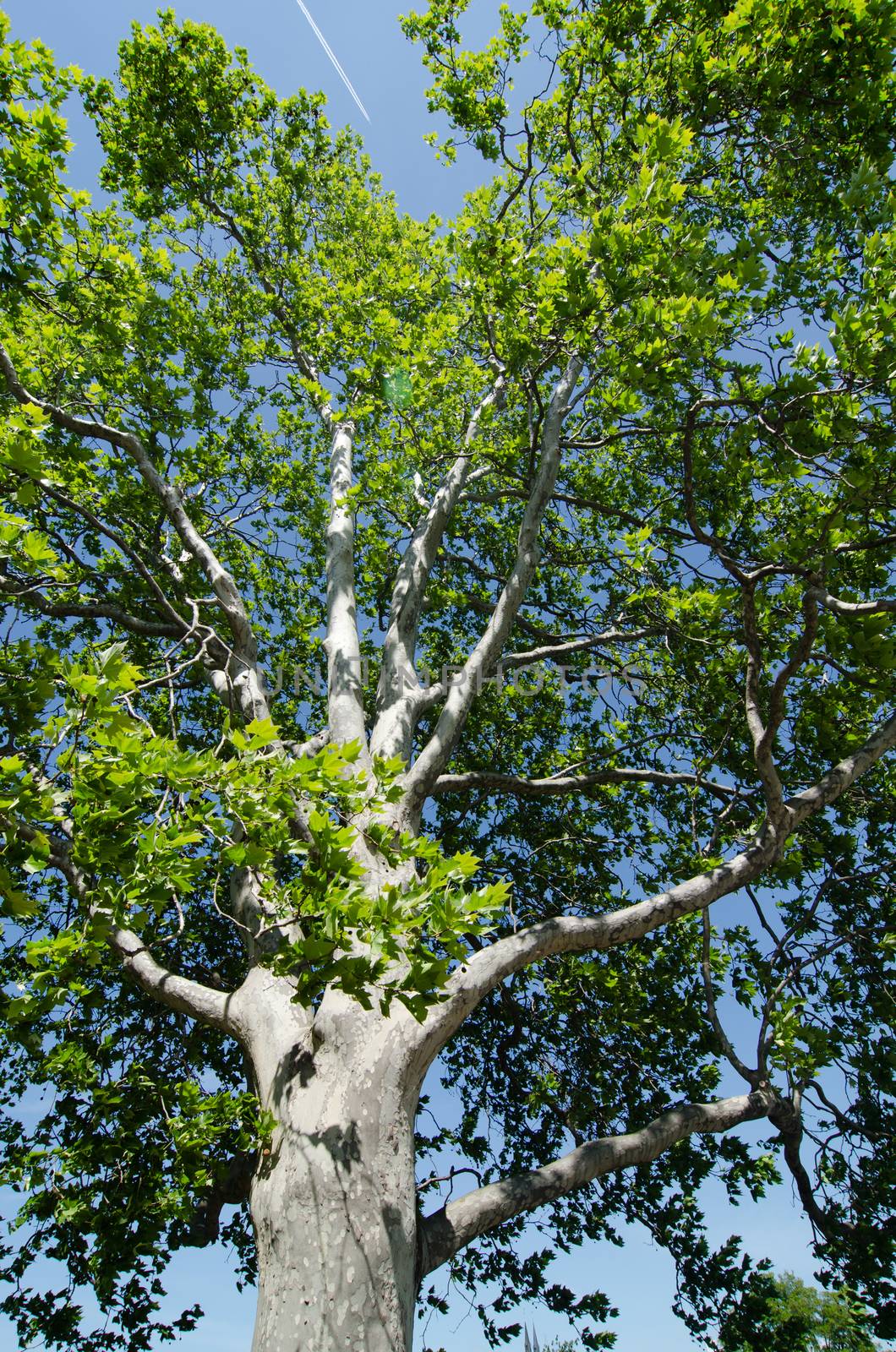 sycamore tree by sarkao