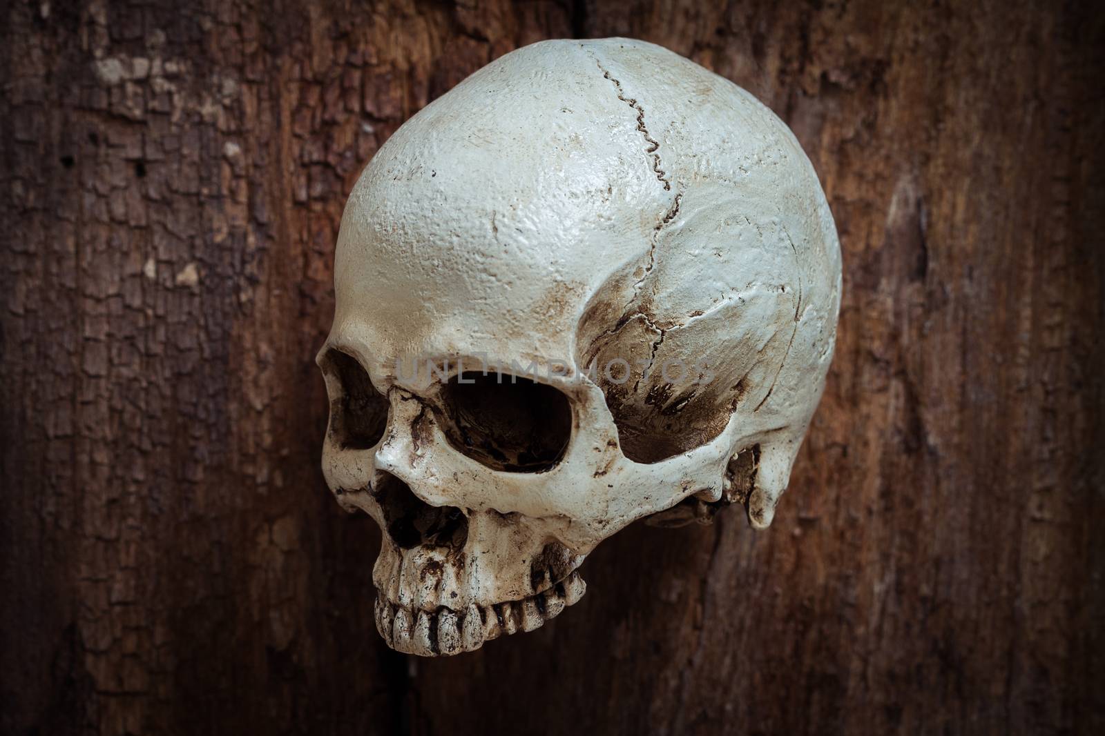 Skull on wooden  background  by hadkhanong