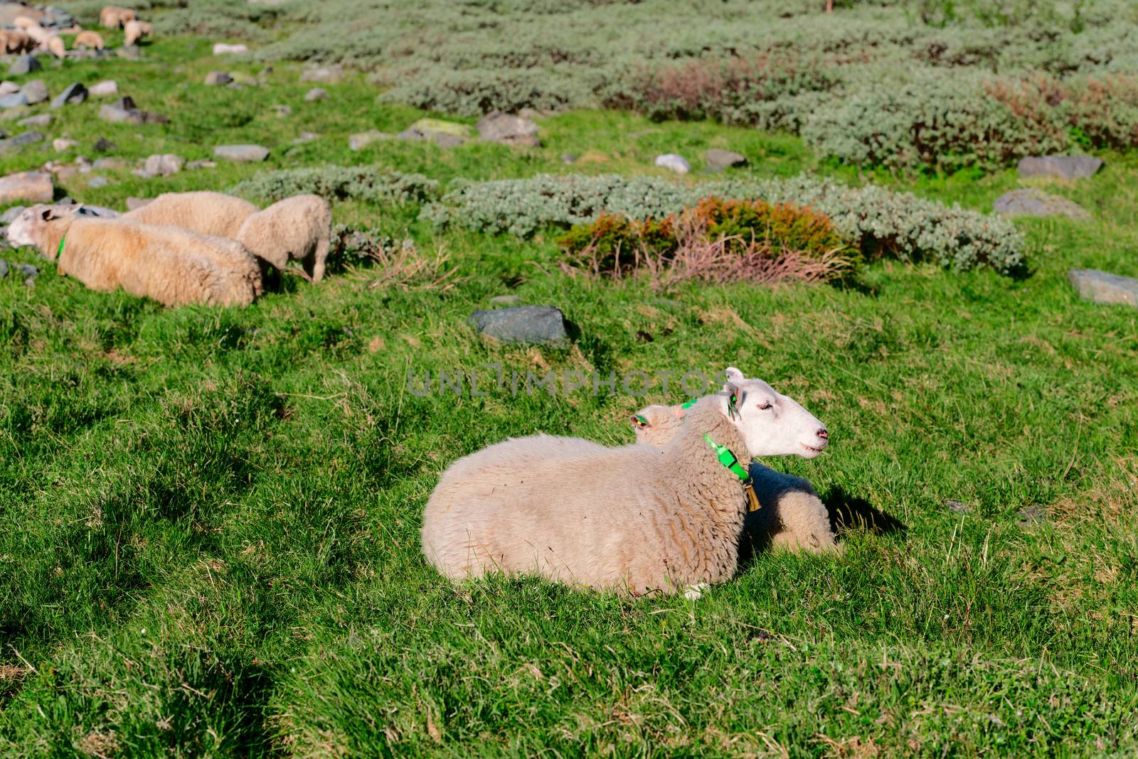 Sheep at mountains by Nanisimova