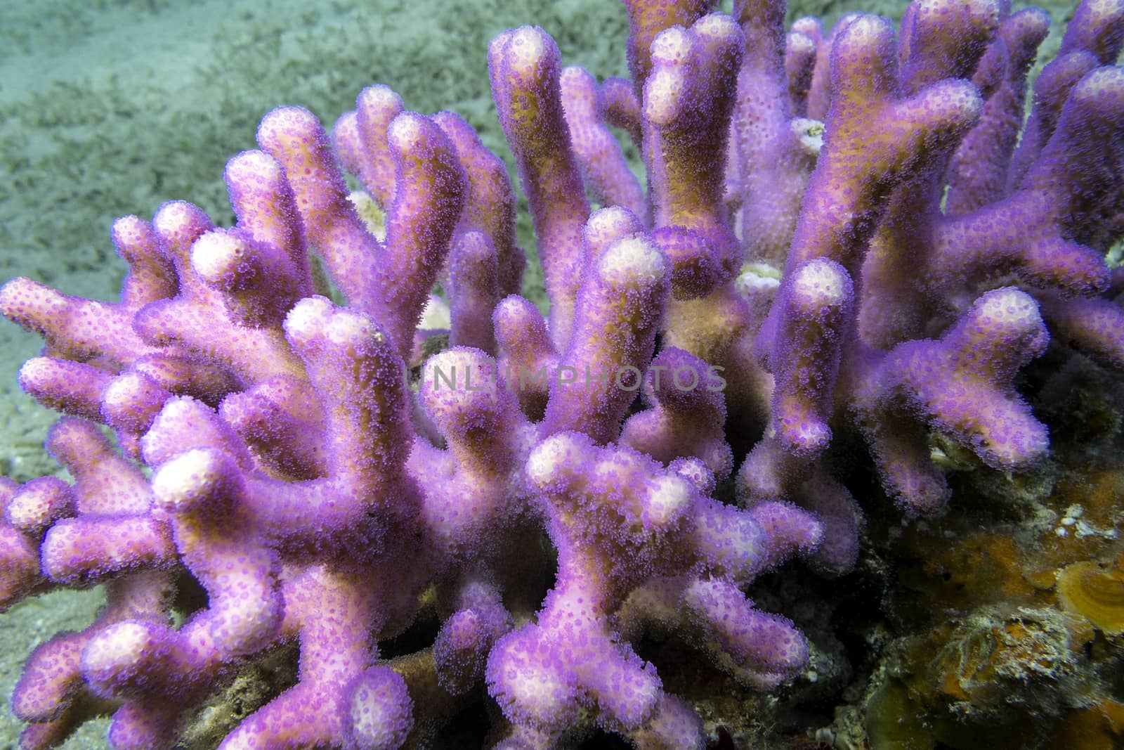 coral reef with pink finger coral at the bottom of tropical sea