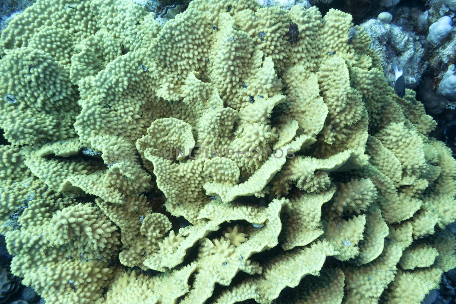 coral reef with yellow coral turbinaria mesenterina at the bottom of tropical sea