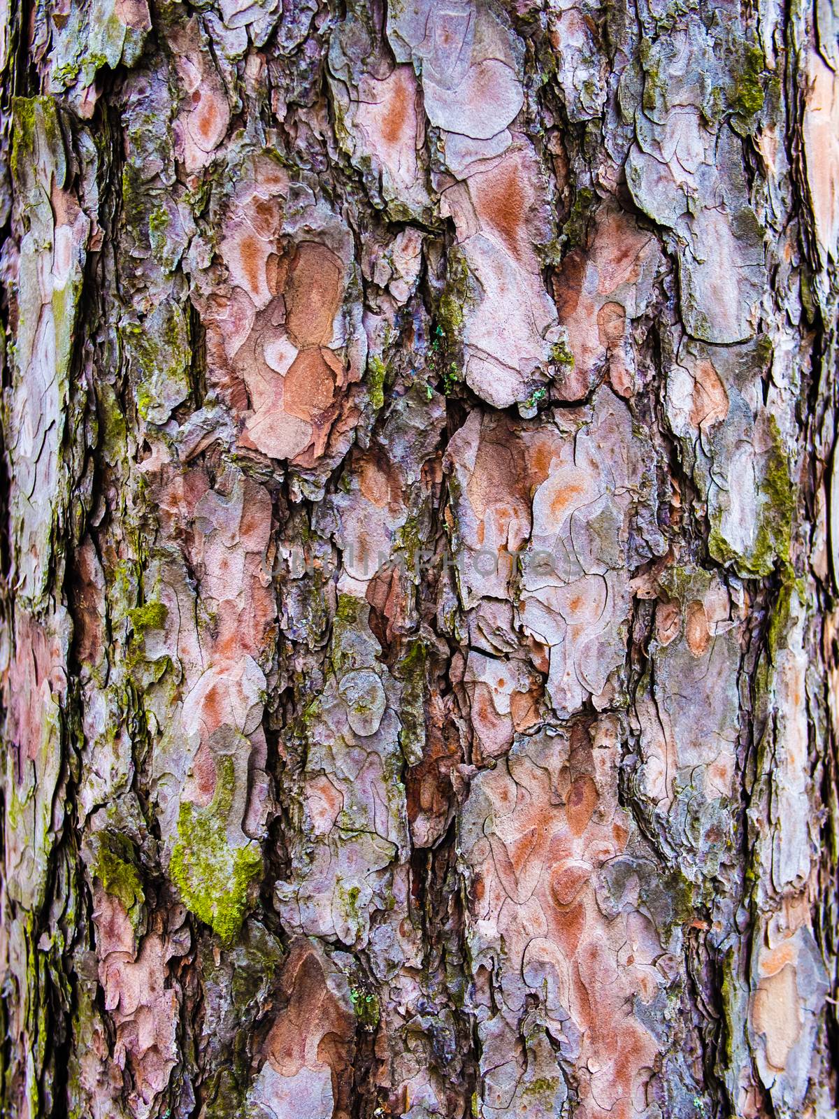 Pine bark texture detail natural, old cracked red brouwn with green, usebla as background or illustration in relation to forest woodworks nature aging