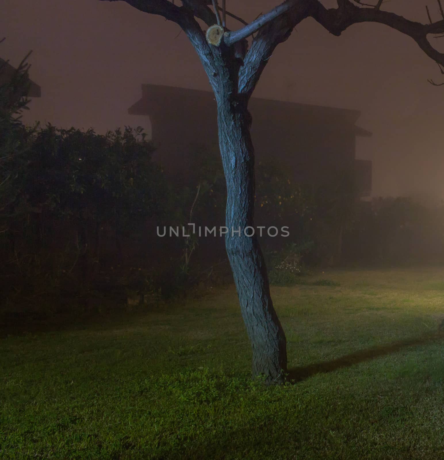 A very foggy evening in autumn time