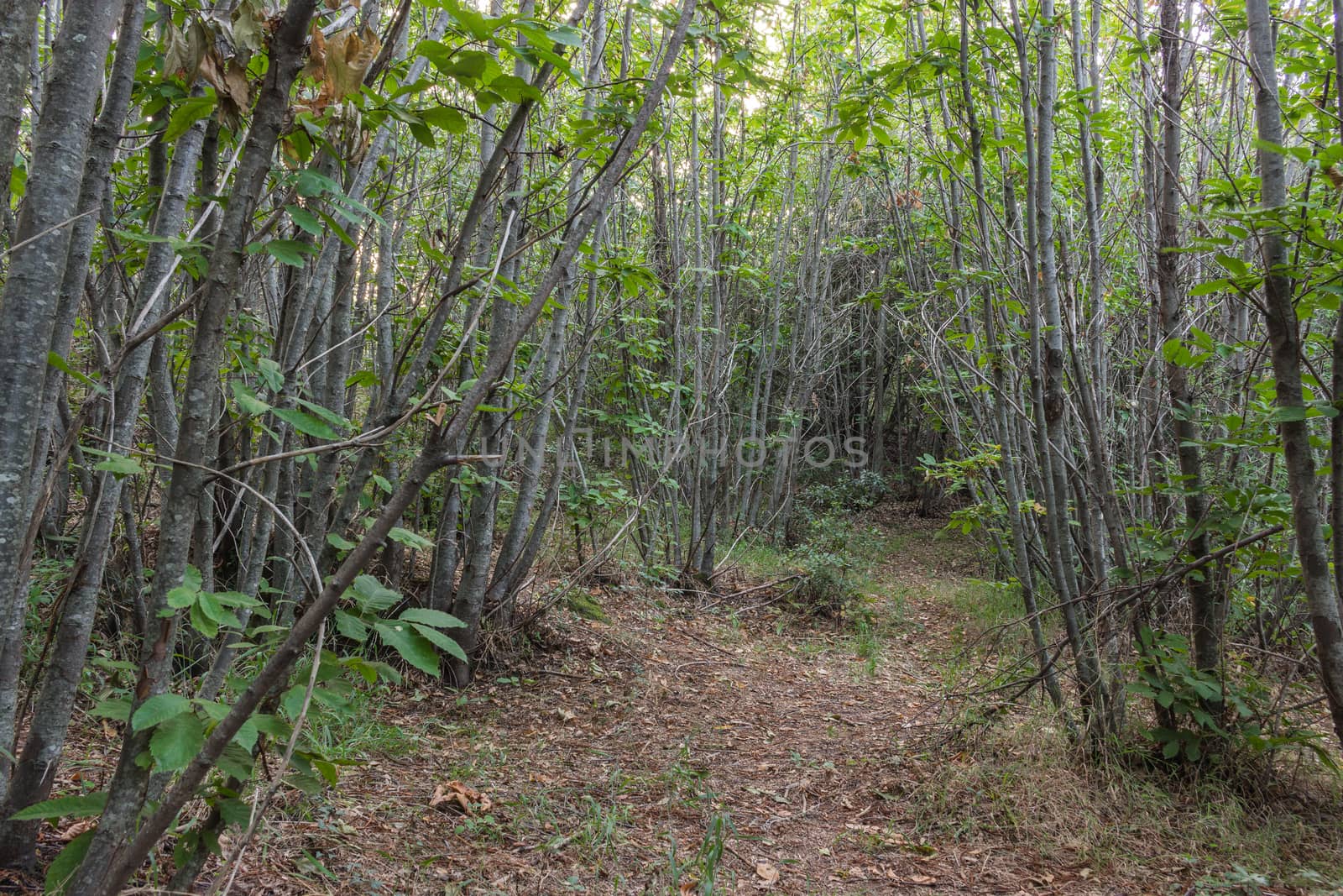 The autumn forest path