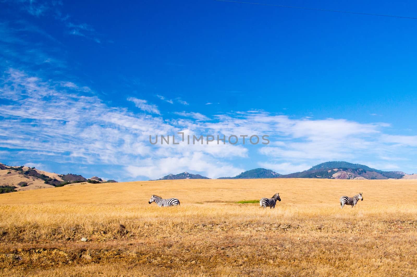 Three Zebra in the California Sunshine