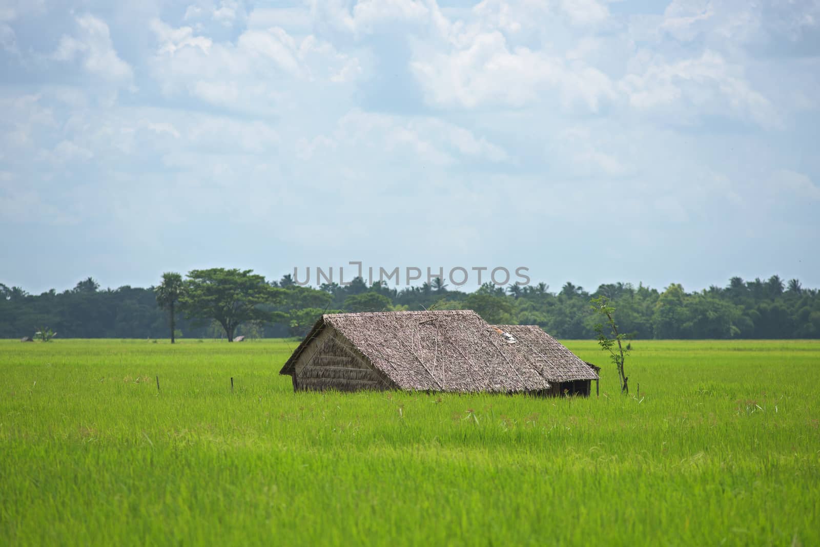 Farm house among rice fields in the Ayeyarwady Region of Myanmar.