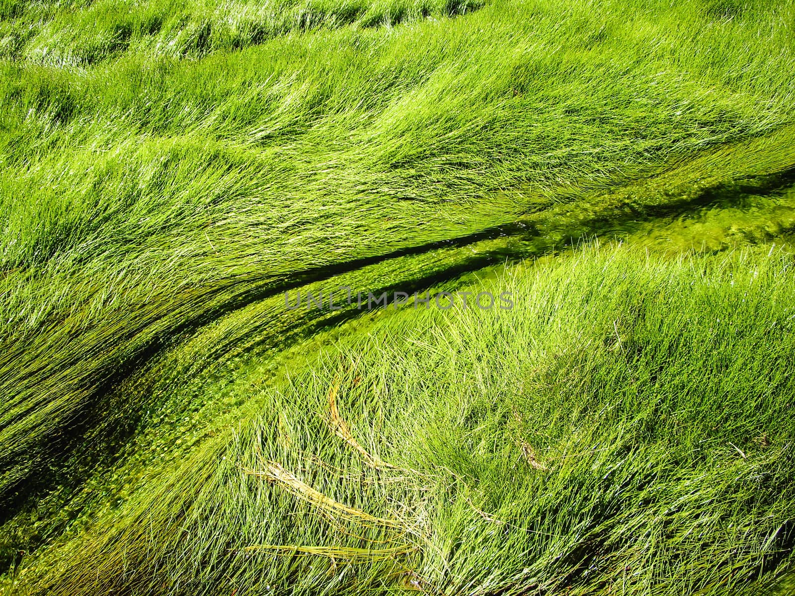 Grasses flow in thermal rivers in Yellowstone National Park