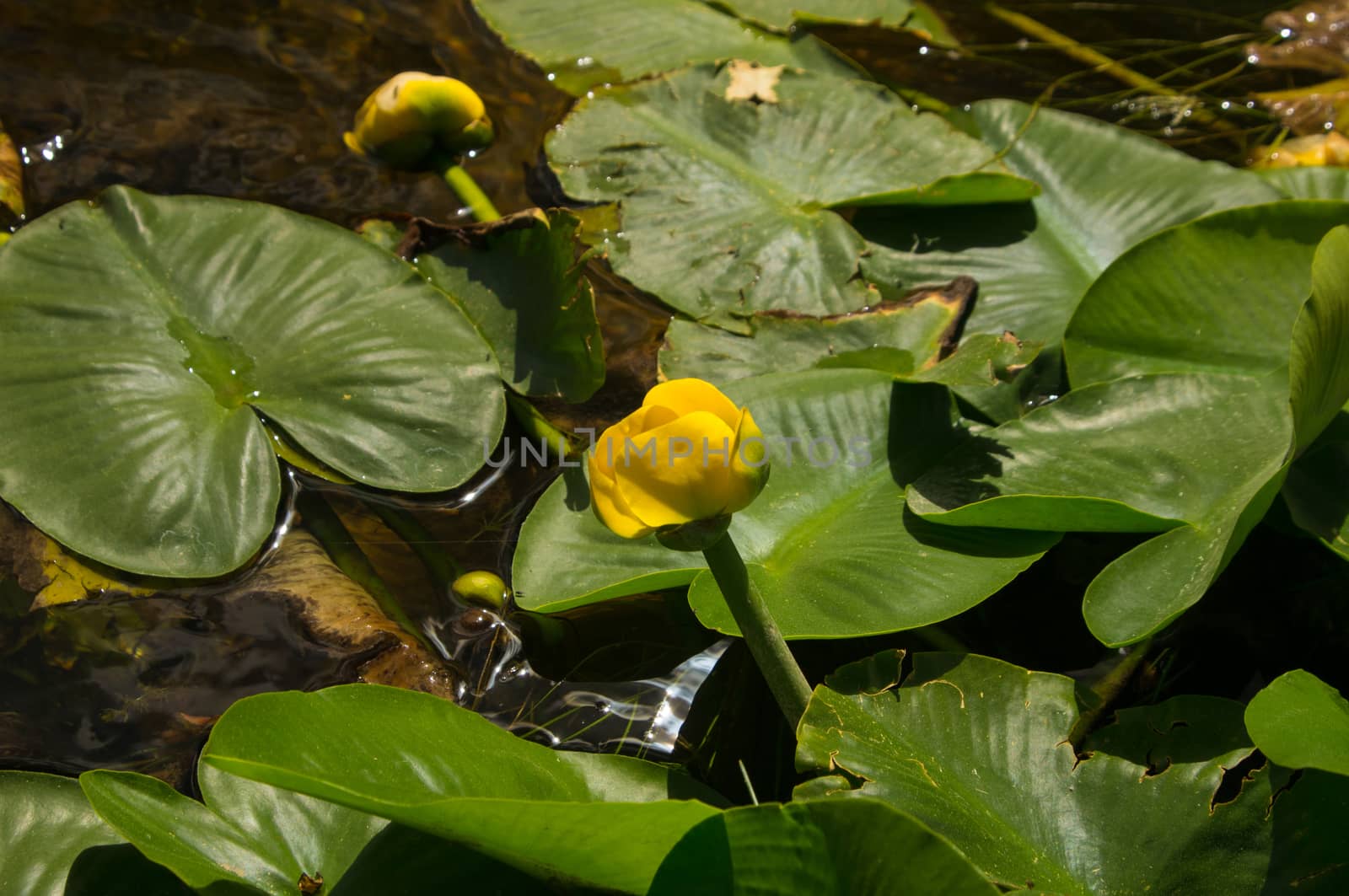 Yellow Water Lily by emattil