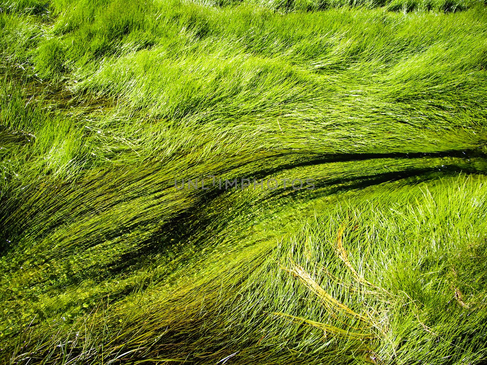 Grasses flow in thermal rivers in Yellowstone National Park