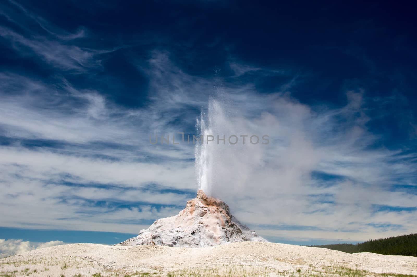 White Dome Geyser erupts in Yellowstone Park