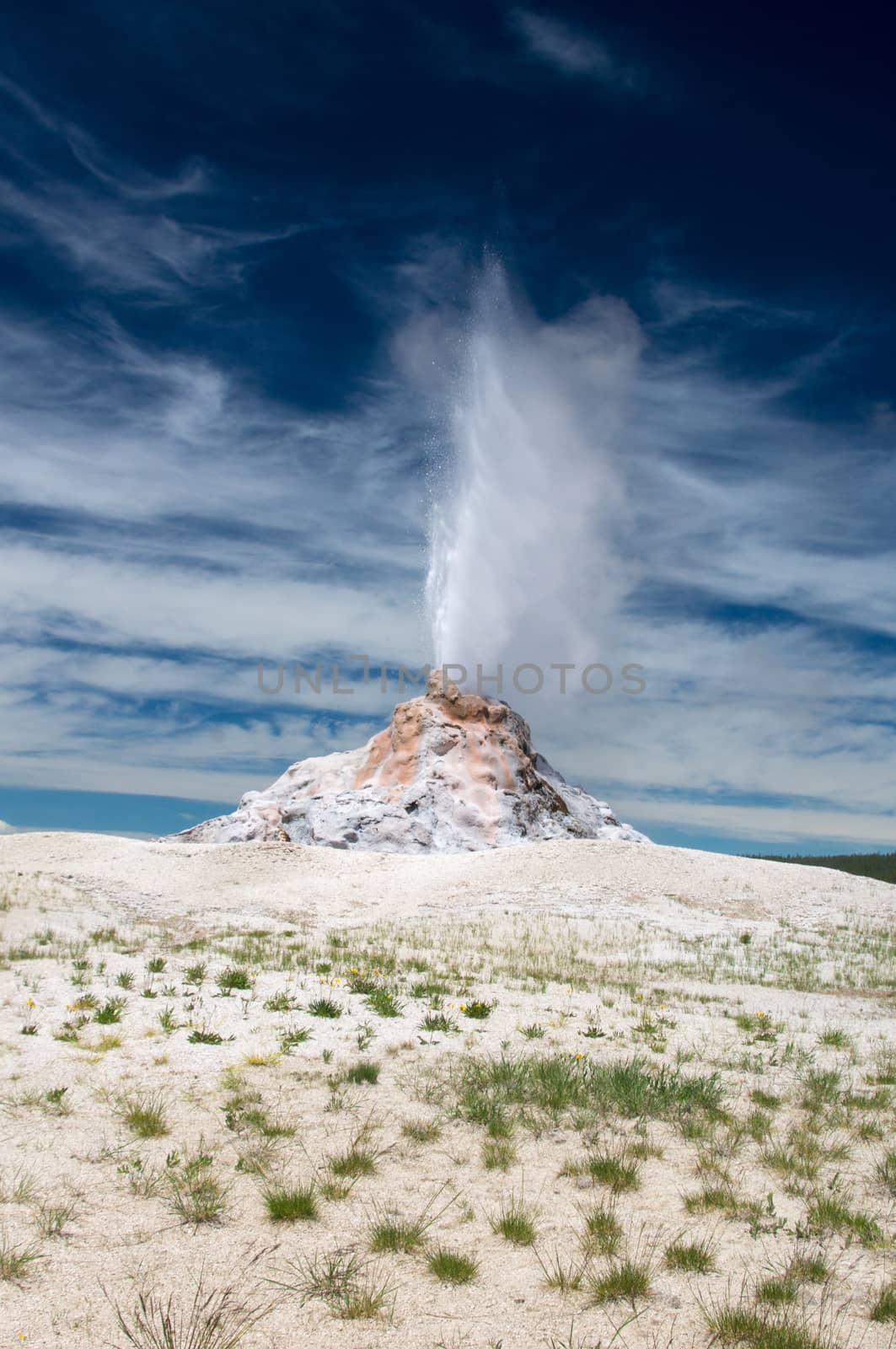 White Dome Geyser spews hot water at Yellowstone National Park
