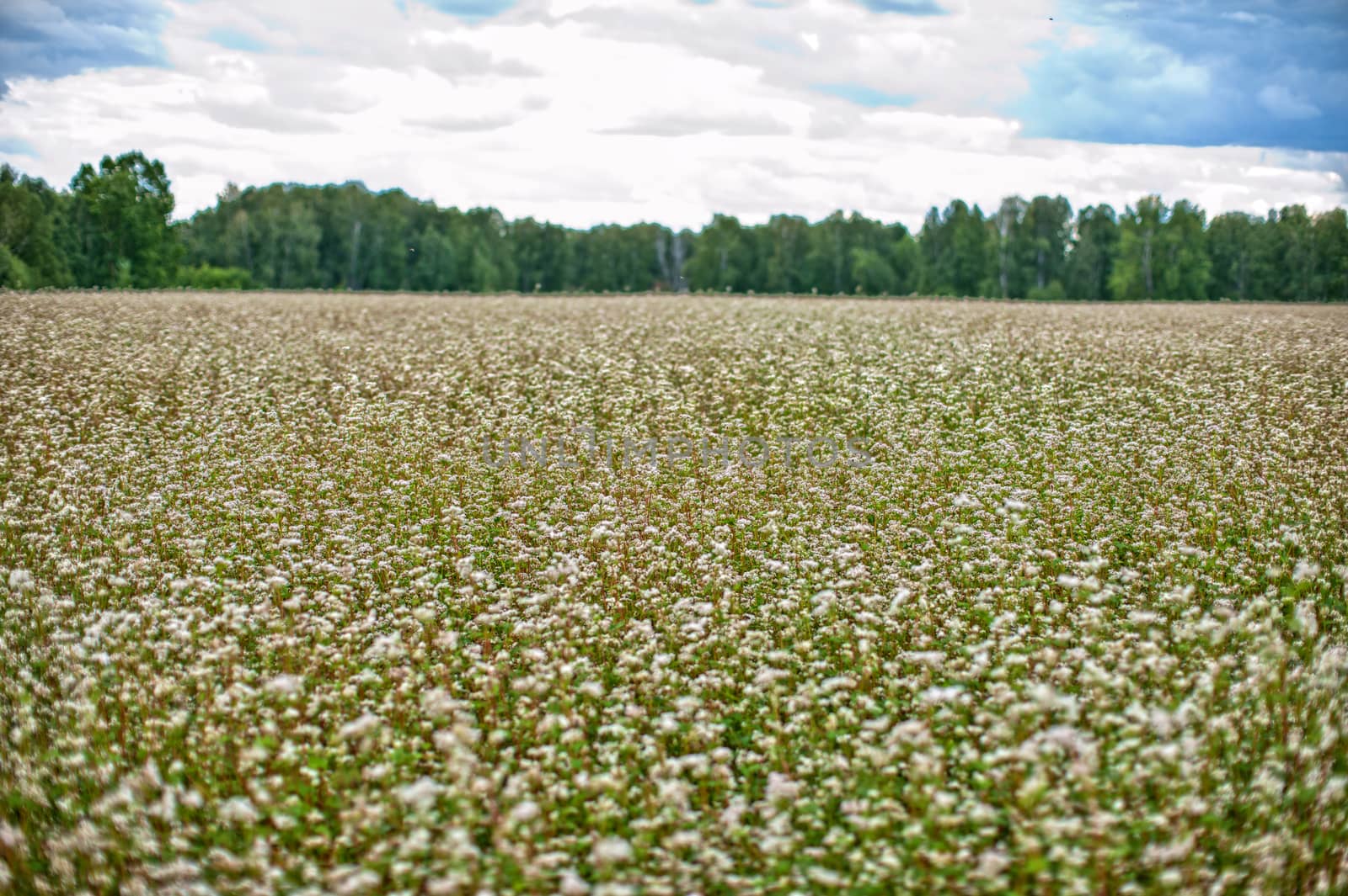 Buckwheat field  by rusak