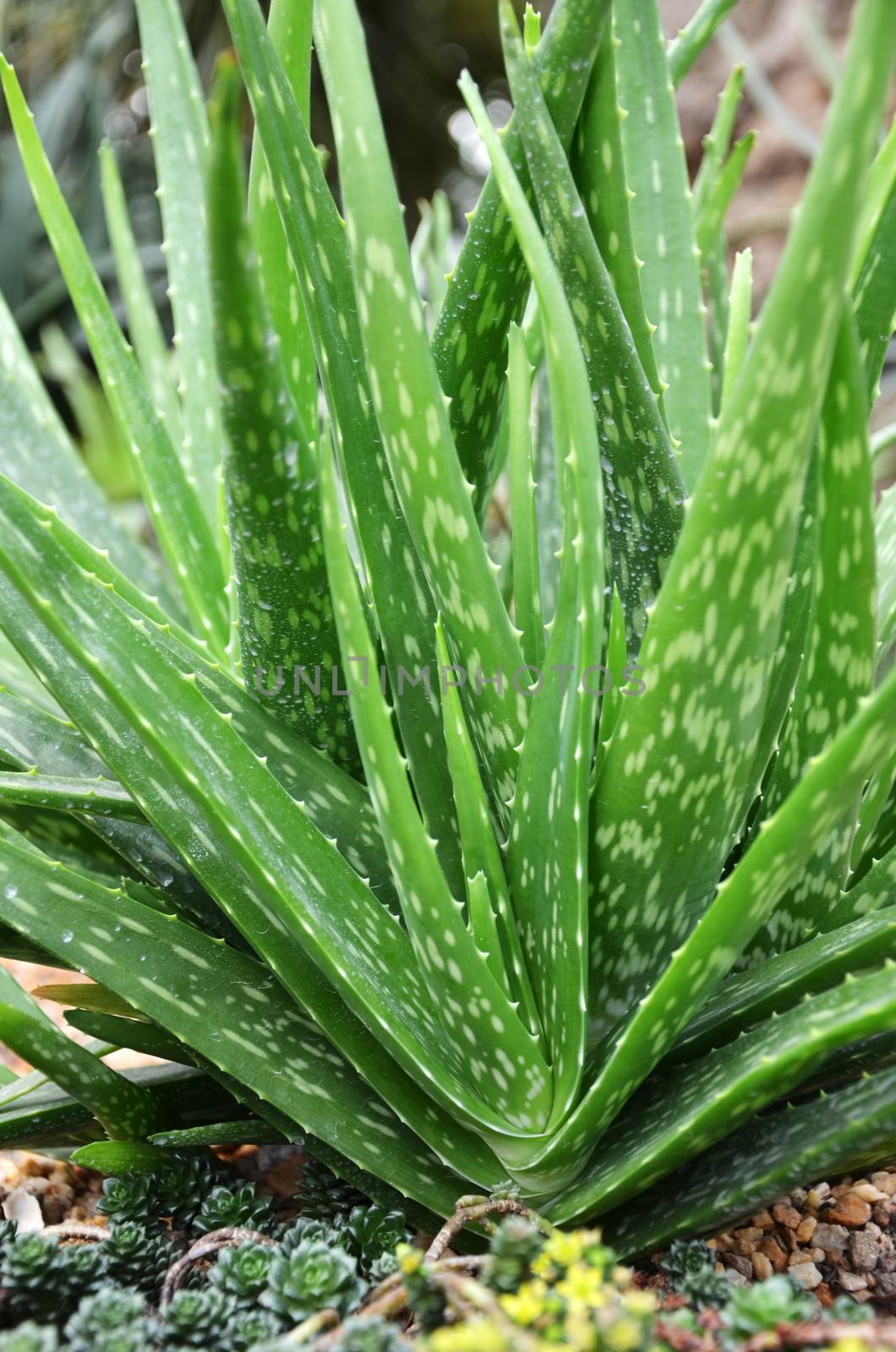 Aloe vera by tang90246