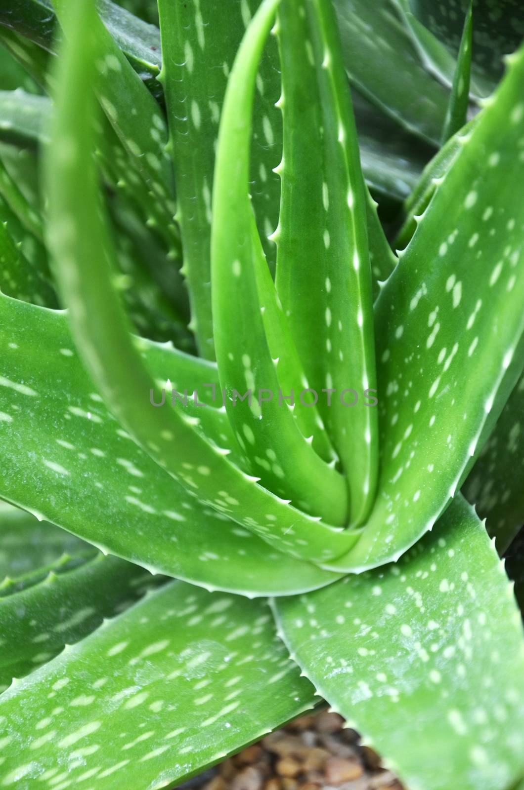 Medicinal plant aloe Vera, detail centre herbage